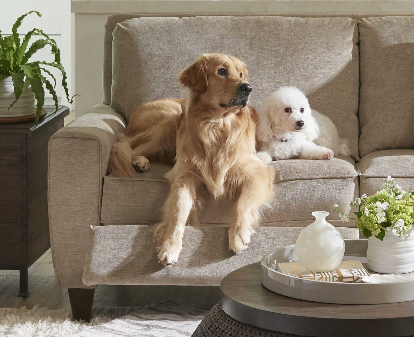 Dogs on sofa with Pet Friendly cover