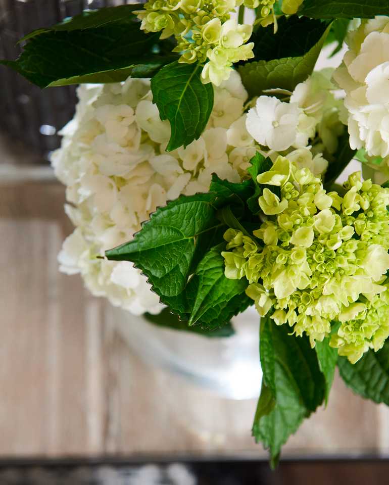 White hydrangeas in a vase