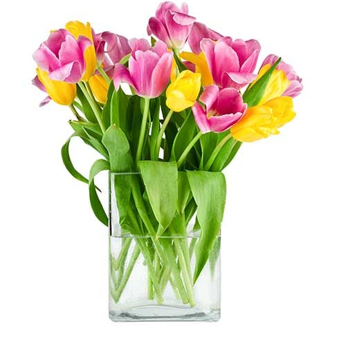 Tulips in a vase