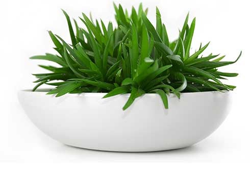Plant in white bowl